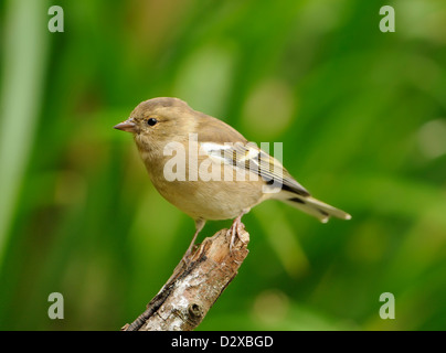 Buchfinken (Fringilla Coelebs), Weiblich, auf einem Ast in einen englischen Garten Stockfoto