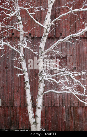 Schnee bedeckte Birke vor einem verwitterten roten Scheune, Stowe, Vermont, USA Stockfoto