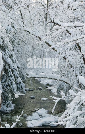 Schneebedeckte Bäume über Goldbrook Bach mitten im Winter, Stowe, Vermont, USA Stockfoto