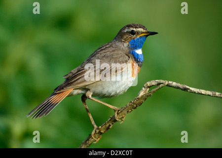 Blaukehlchen, Männchen (Luscinia Svecica) blaue Kehle, männliche • Bayern, Deutschland Stockfoto