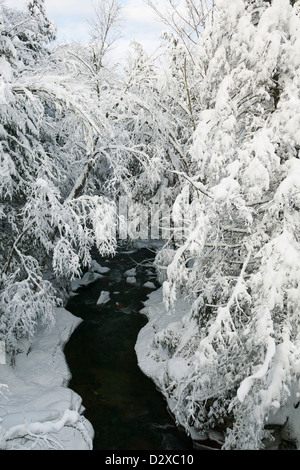 Schneebedeckte Bäume über Goldbrook Bach mitten im Winter, Stowe, Vermont, USA Stockfoto