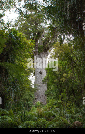 Tane Mahuta im Waipoua Wald gelegen, Northland ist Neuseelands älteste lebende Kauri-Baum. Stockfoto