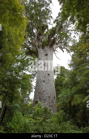 Tane Mahuta im Waipoua Wald gelegen, Northland ist Neuseelands älteste lebende Kauri-Baum. Stockfoto