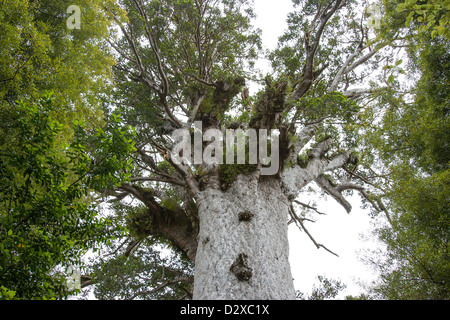 Tane Mahuta im Waipoua Wald gelegen, Northland ist Neuseelands älteste lebende Kauri-Baum. Stockfoto