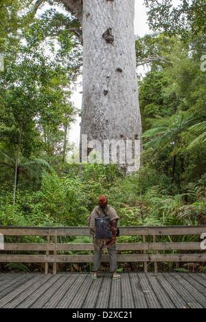 Ein Besucher in den Waipoua Wald, Northland und schaut in Ehrfurcht Tane Mahuta New Zealand die ältesten lebenden Kauri-Baum. Stockfoto