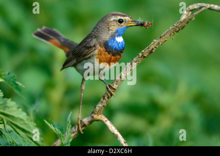 Blaukehlchen, Männchen (Luscinia Svecica) blaue Kehle, männliche • Bayern, Deutschland Stockfoto