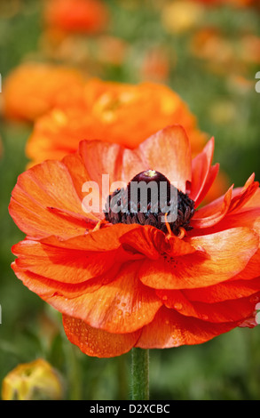 Eine einzelne orange Ranunkel-Blume, zeichnet sich unter einem Feld der Farbe. Stockfoto