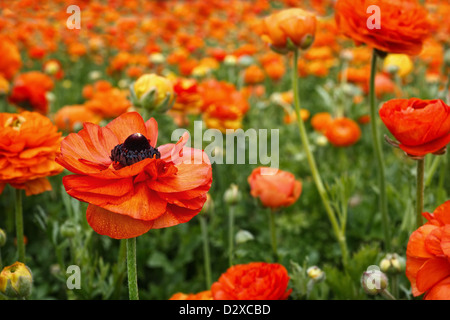 Eine einzelne orange Ranunkel-Blume, zeichnet sich unter einem Feld der Farbe. Stockfoto