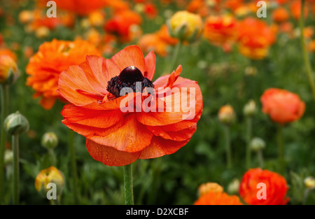 Eine einzelne orange Ranunkel-Blume, zeichnet sich unter einem Feld der Farbe. Stockfoto