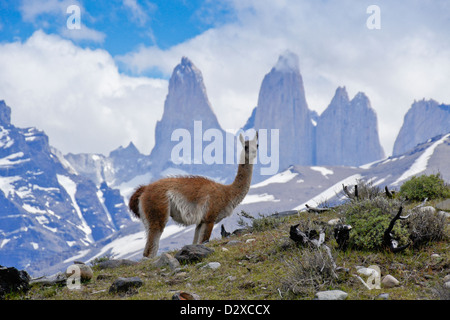 Guanako vor Los Torres, Torres del Paine Nationalpark, Patagonien, Chile Stockfoto