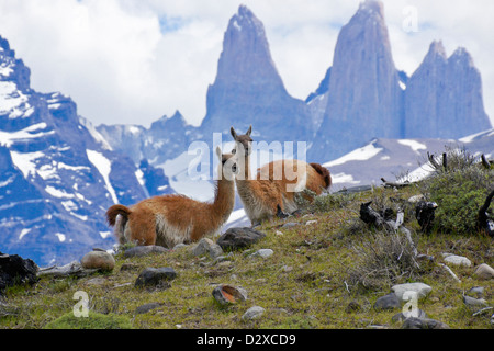 Guanakos vor Los Torres, Torres del Paine Nationalpark, Patagonien, Chile Stockfoto