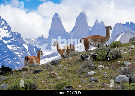 Guanakos vor Los Torres, Torres del Paine Nationalpark, Patagonien, Chile Stockfoto