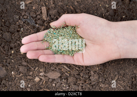 Horizontale Position des weiblichen Hand mit neuen Grassamen mit frischer Erde Erde als Hintergrund Stockfoto