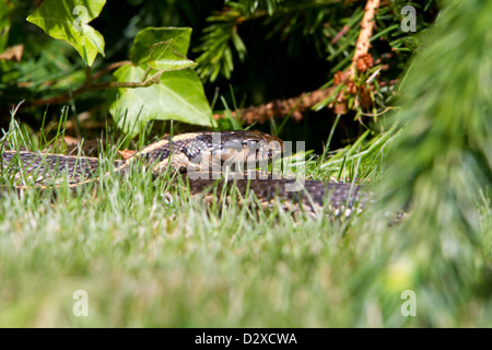 Gemeinsamen Garter Snake (Thamnophis Sirtalis) Gras im Garten in Nanaimo, Vancouver Island, BC, Kanada im Juni Stockfoto