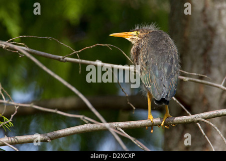 Grün Heron (Butorides Virescens) juvenile thront in einem Baum in Nanaimo, Vancouver Island, BC, Kanada im Juni Stockfoto