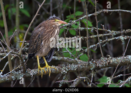 Grün Heron (Butorides Virescens) juvenile thront in einem Baum in Nanaimo, Vancouver Island, BC, Kanada im Juni Stockfoto