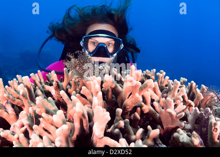 Lacey Drachenköpfe Aphanes mit einem weiblichen Taucher, Great Barrier Reef, Queensland, Australien, Coral Sea, Pazifik Stockfoto