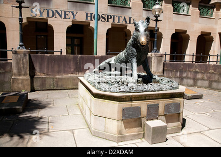 Il Porcellino (das kleine Schwein) Statue außerhalb des Krankenhauses Sydney auf Macquarie Street Sydney Stockfoto