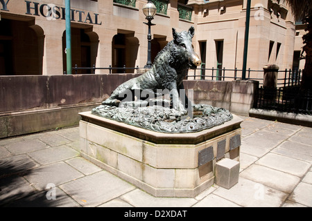 Il Porcellino (das kleine Schwein) Statue außerhalb des Krankenhauses Sydney auf Macquarie Street Sydney Stockfoto