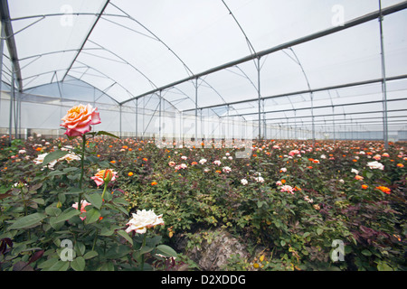 Rosen wachsen im Folientunnel auf kommerzielle Blumenfarm, Arusha, Tansania. Stockfoto