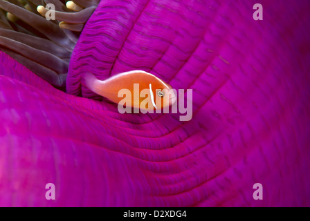 Rosa Anemonenfische in einem geschlossenen Anemone, Great Barrier Reef, Coral Sea, Süd-Pazifik, Australien Stockfoto