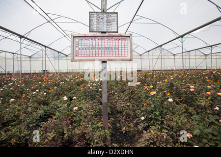 Schwarzes Brett in einem kommerziellen Rosenfarm Folienhaus Detaillierung, Krankheit und Insekt Probleme und ihre jeweiligen Heilmittel, Tansania. Stockfoto