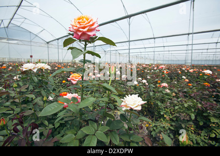 Rosen wachsen im Folientunnel auf kommerzielle Blumenfarm, Arusha, Tansania. Stockfoto