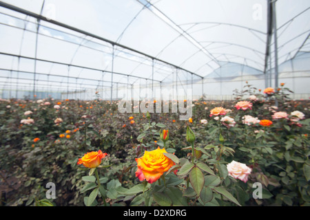 Rosen wachsen im Folientunnel auf kommerzielle Blumenfarm, Arusha, Tansania. Stockfoto