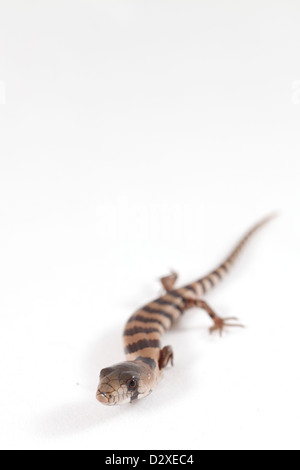 Ein rosa genutet Skink. Stockfoto