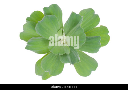 Wasser Salat isoliert auf weißem Hintergrund Stockfoto