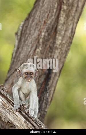Ein Vervet Affen im Krüger Nationalpark, Südafrika. Stockfoto