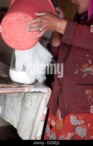 Die Frau im Camp bereitet Kumys auf traditionelle Weise Stockfoto