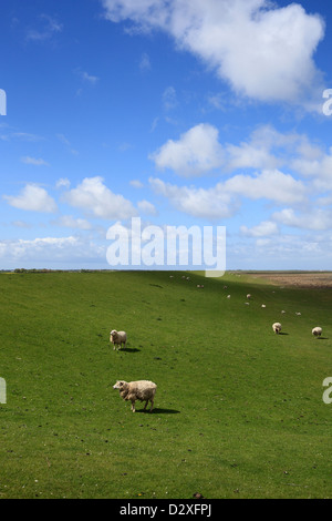 Westerhever, Deutschland, Schafe auf dem Deich Stockfoto