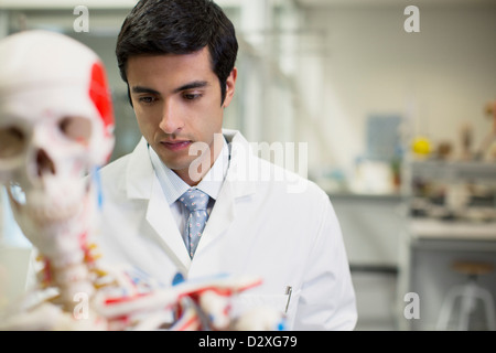 Wissenschaftler mit anatomischen Modells im Labor Stockfoto