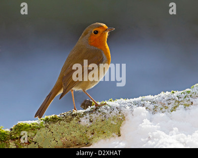 Rotkehlchen thront auf Schnee bedeckten log Stockfoto