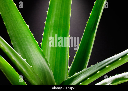 Nahaufnahme der Aloe-Pflanze Stockfoto