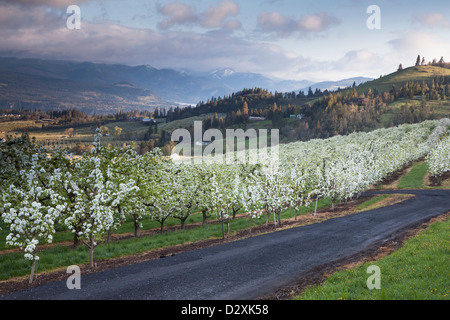 Blick auf blühende Obstbäume Stockfoto