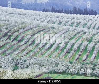 Blick auf blühende Obstbäume auf Landschaft Stockfoto