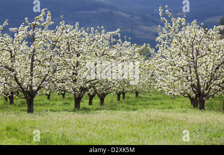 Blühende Obstbäume Stockfoto