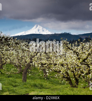 Blick auf Schnee bedeckt Berg hinter blühenden Obstbäume Stockfoto