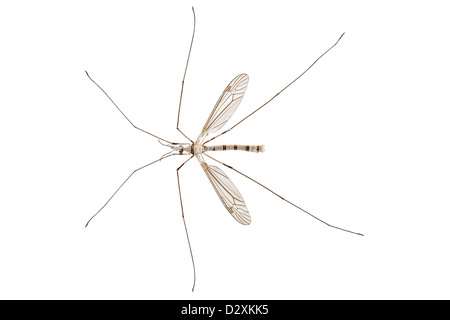 Schnake Arten Tipula oleracea Stockfoto