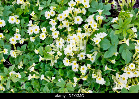 Zunächst Federn Blumen Primeln mit Blätter-Hintergrund Stockfoto