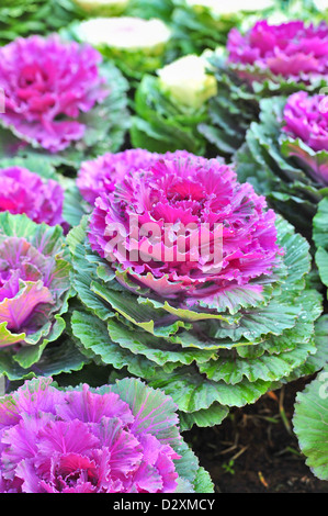 Blick auf bunte Zier Kohl Stockfoto