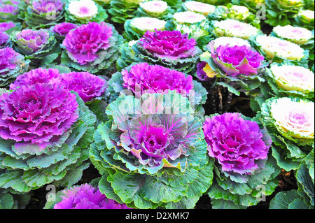 die rosa lila Kohl Blume Stockfoto