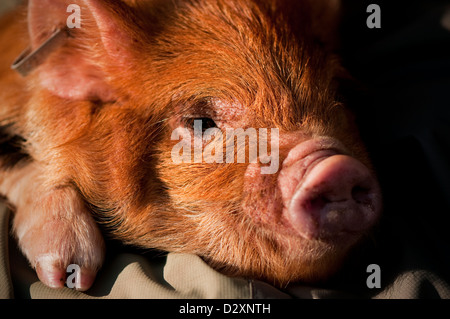 Nahaufnahme Bild eines Ingwer Kunekune Ferkels. Stockfoto