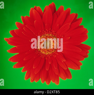 rote Gerbera Daisy grünen Hintergrund, Studio Fotografie Stockfoto