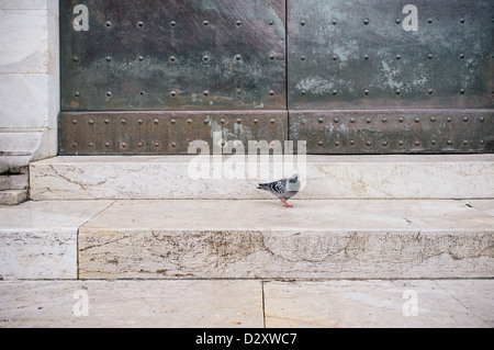 Eine Taube auf den Stufen des Campo Santo Friedhofs an der Piazza dei Duomo in Pisa, Italien Stockfoto