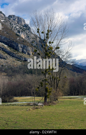 Hohen Winter Baum mit Trauben der Mistel in Bergen Stockfoto