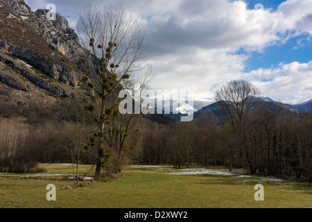 Großer Baum mit Mistel-Clustern und Bergen im Hintergrund Stockfoto