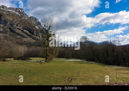 Großer Baum mit Mistel-Clustern und Bergen im Hintergrund Stockfoto